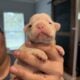 Frenchie puppies