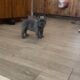 Zeb the Frenchie