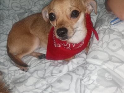 Chihuahua puppy