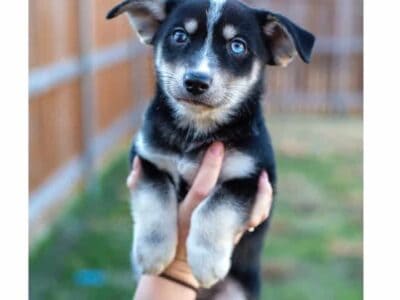 Chiwusky puppies for sale
