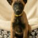 7 Malinois Puppies for Sale