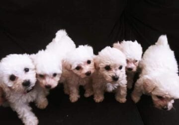 ***ADORABLE BICHON FRISE PUPPIES***