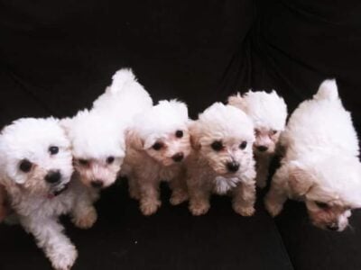 ***ADORABLE BICHON FRISE PUPPIES***