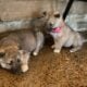 Spring Lowcontent Wolfdog Litter in MN