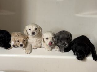 Puppies ready for their forever homes