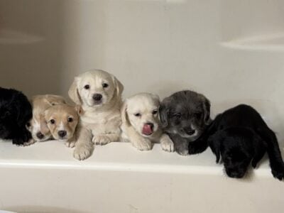 Puppies ready for their forever homes