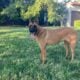 Beautiful Belgian Shepherds for rehoming ASAP