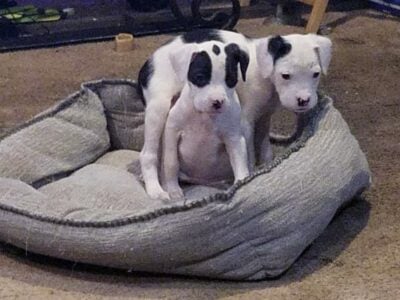 Boxer lab puppies