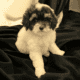 Poodle puppies