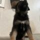 Australian/ German shepherd mix puppies