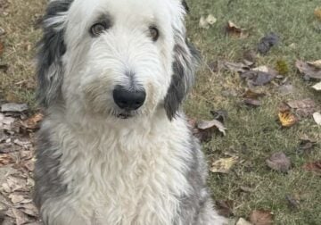 Male 4 yo tricolor Sheepadoodle