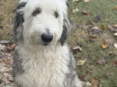 Male 4 yo tricolor Sheepadoodle