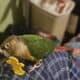 Yellow sided Conure