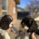 FULL BREED COCKER SPANIEL