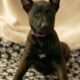 7 Malinois Puppies for Sale