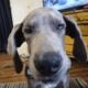 Blue Great Dane