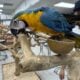8 months old blue and gold macaw female