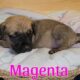 English Mastiff Puppies