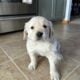Golden Retriever male puppies