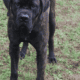2 year old Trained (AKC) English Mastiff Male
