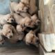 AKC Lab Puppies for Sale