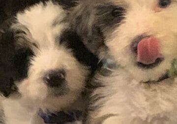 Beautiful sheepadoodle fur babies for sale