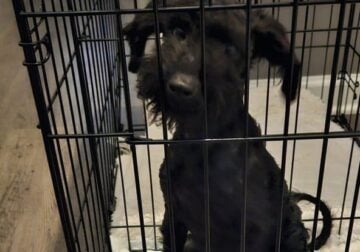Schnauzer Poodle Mix for Sale