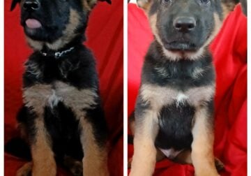 AKC German Shepherd Puppies