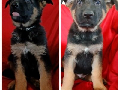 AKC German Shepherd Puppies