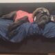 Great dane puppy