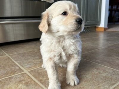 Golden Retriever male puppies