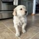 Golden Retriever male puppies