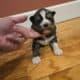 Akc siberian huskies