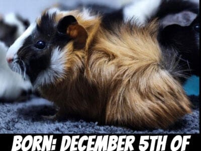 Various Guinea Pigs for Adoption!