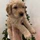Golden Mountain Doodle Puppies for Sale! 🐶