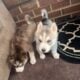 Siberian Huskies For Sale.