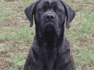 2 year old Trained (AKC) English Mastiff Male