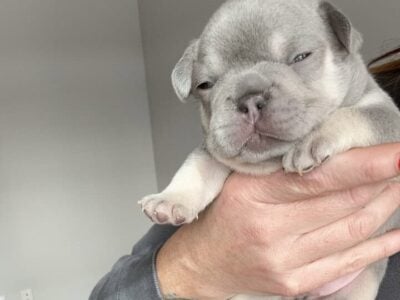 AKC registered French bulldog ready 2/21/25