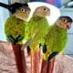 3 beautiful and healthy conures for rehoming.