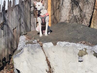 Meisha