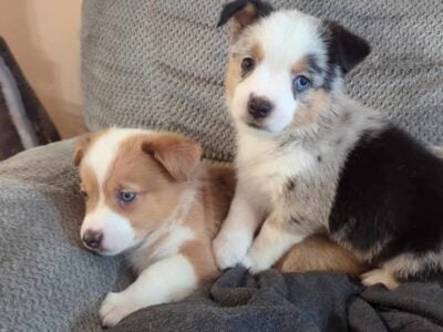 Australian Shepherd/Corgi puppies