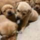 AKC Lab Puppies for Sale
