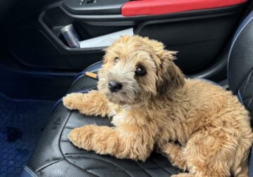 Half year old puppy for sale
