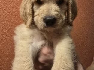 Goldendoodle Puppies