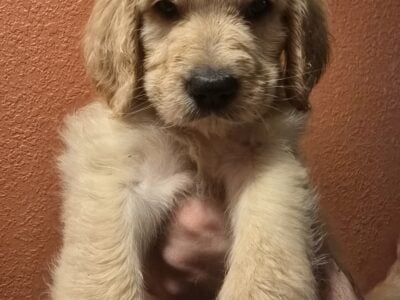 Goldendoodle Puppies