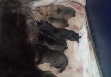 Pitsky Puppies