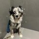 mini aussie