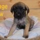 English Mastiff Puppies