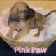 English Mastiff Puppies