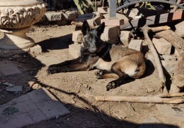Belgian Malinois Puppies